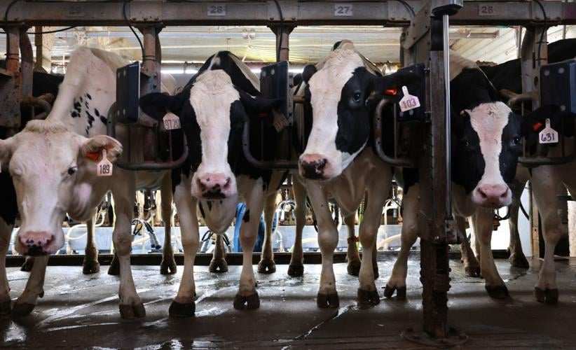 Milk flowing at Riegel Dairy in Washington