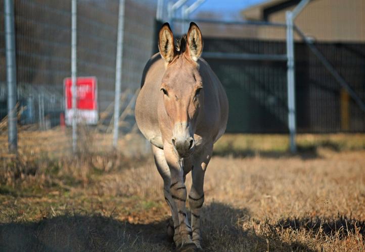St. Louis Zoo's WildCare Park taking shape, growing